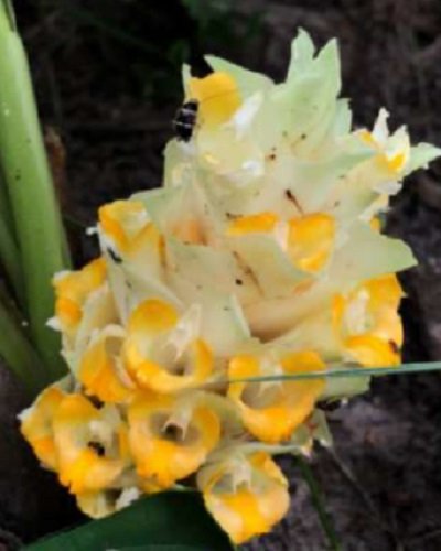 Curcuma rangsimae