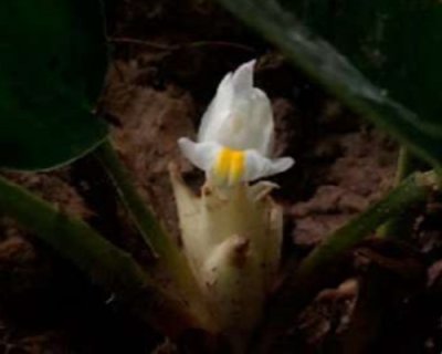 Curcuma retrocalcaria