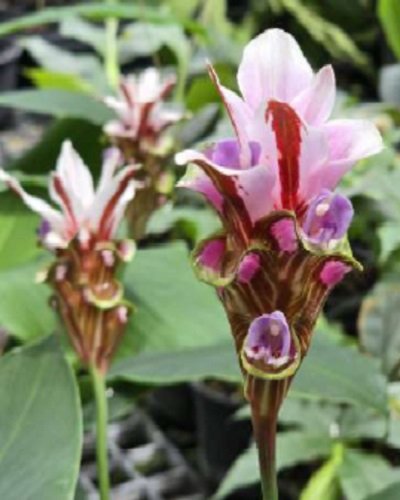 Curcuma rhabdota