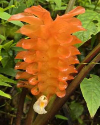 Curcuma roscoeana