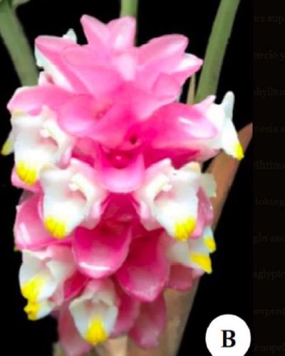 Curcuma rosea