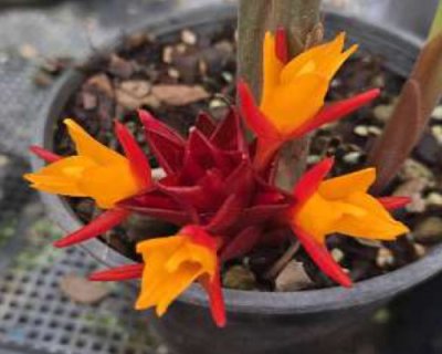 Curcuma rubroaurantiaca