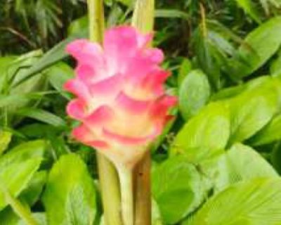 Curcuma rubrobracteata pink