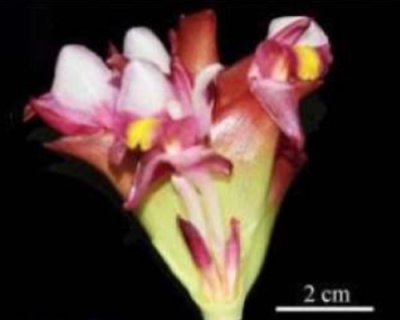 Curcuma sabhasrii - Uttaradit