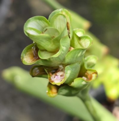Curcuma saraburiensis
