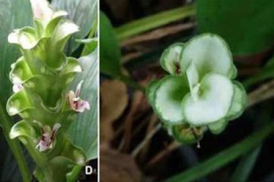 Curcuma saraburiensis