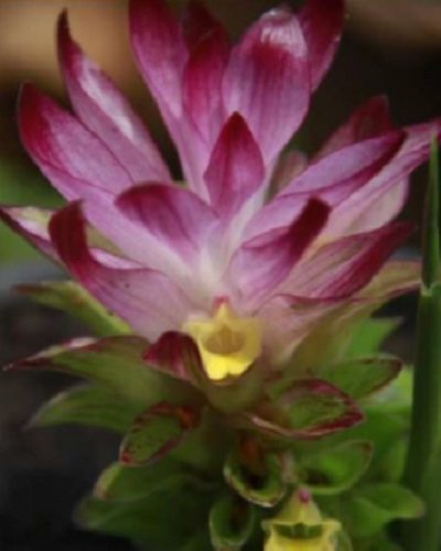 Curcuma sirisugsae