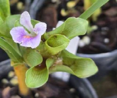 Curcuma sp. - Phitsanulok