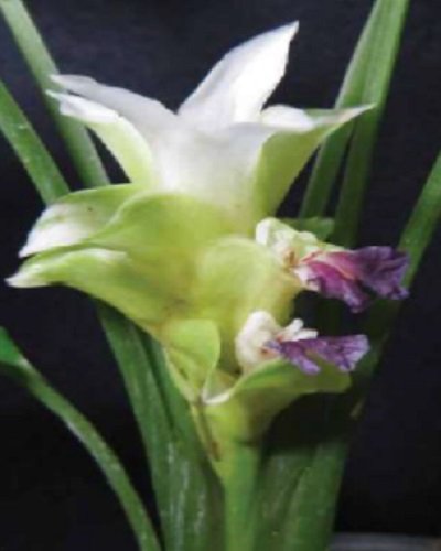 Curcuma spathulata