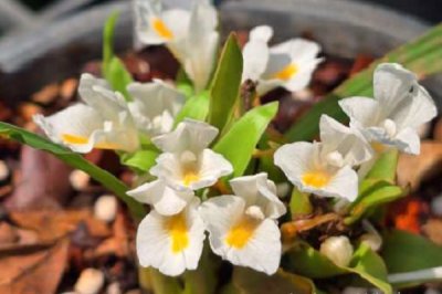 Curcuma stahlianthoides - Nakhonphanom