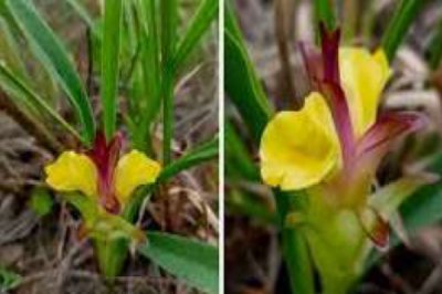 Curcuma sumonii