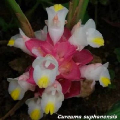 Curcuma suphanensis