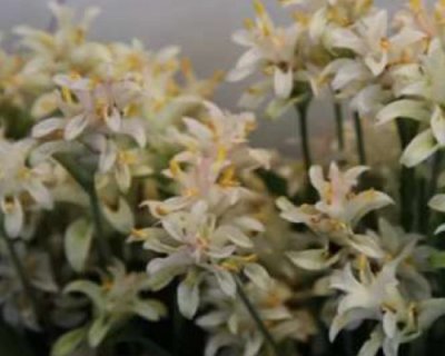 Curcuma supraneeana