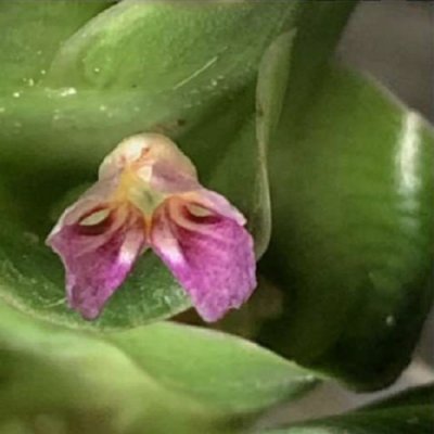 Curcuma ubonensis