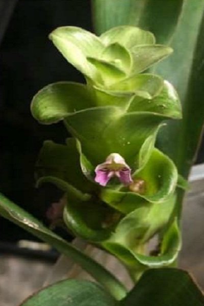 Curcuma ubonensis