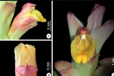 Curcuma wanenlueanga