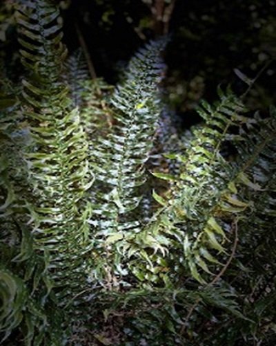 Cyclopeltis crenata