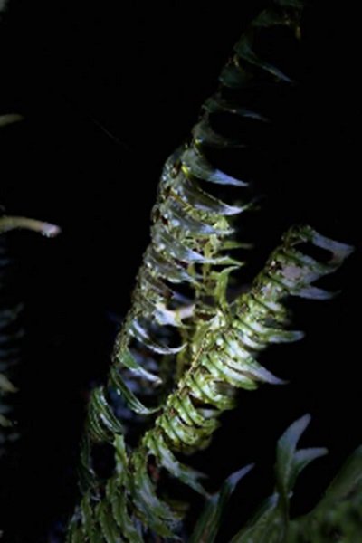 Cyclopeltis crenata