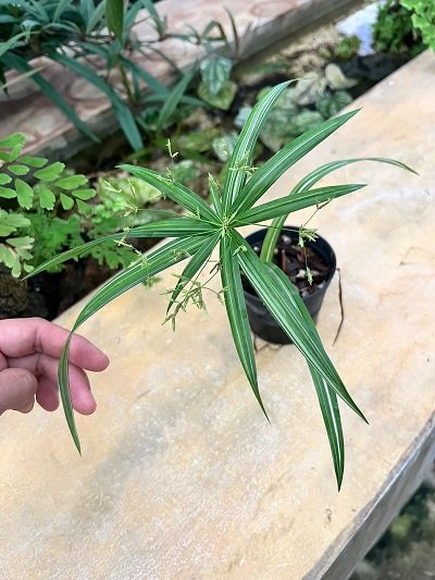 Cyperus sp. dwarf variegated