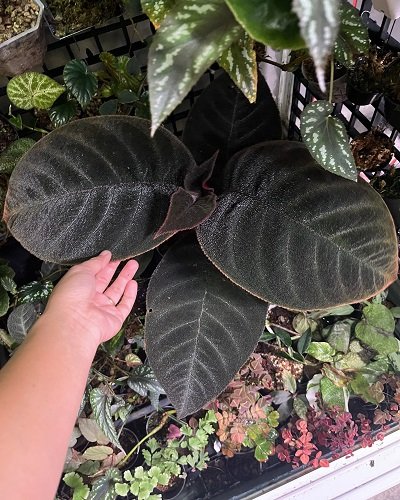 Cyrtandra aplendens