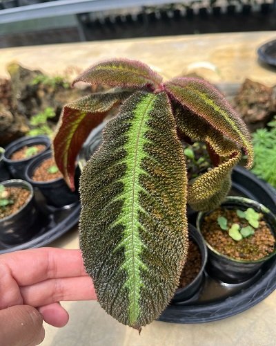 Cyrtandra sp.