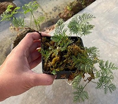 Davallia parvula Bigger form (Type B)