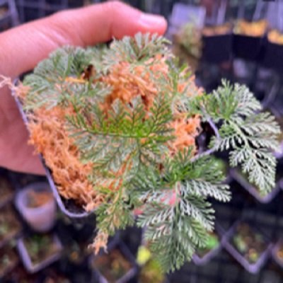 Davallia parvula Bigger form (Type B)