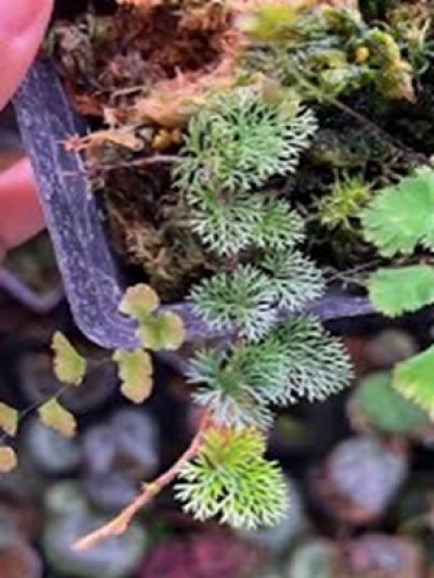 Davallia parvula Tiny form (Type A)
