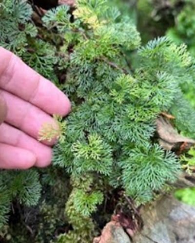 Davallia parvula Tiny form (Type A)