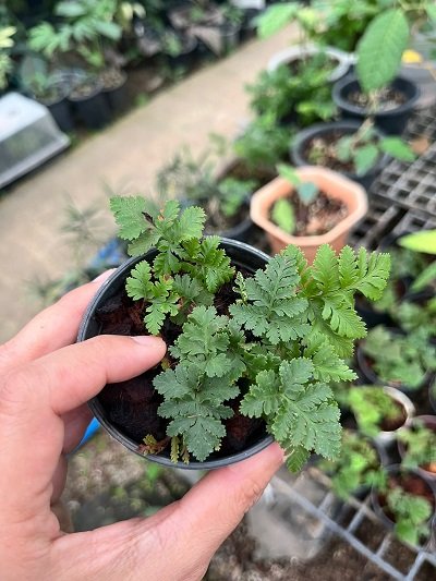 Davallia sp. Dwarf