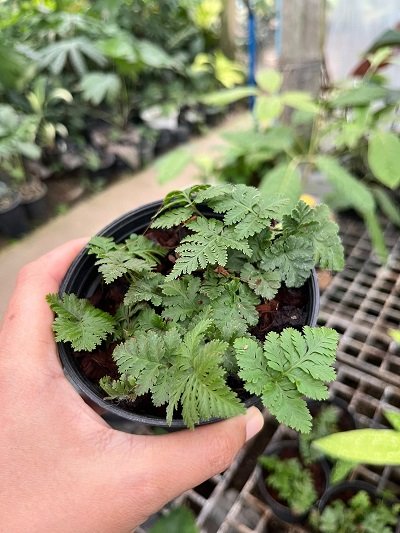 Davallia sp. Dwarf