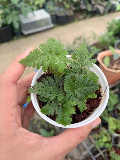 Davallia sp. Dwarf