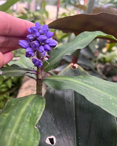 Dichorisandra thyrsiflora