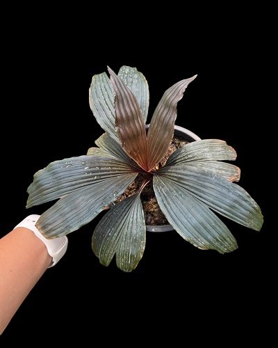 Dicranopygium sp. Guna Yala Panama