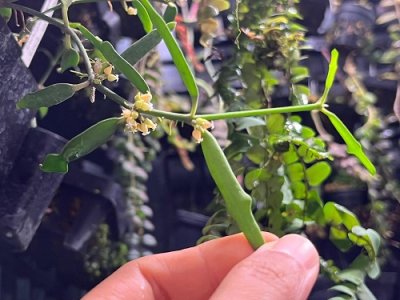 Dischidia singularis Craib