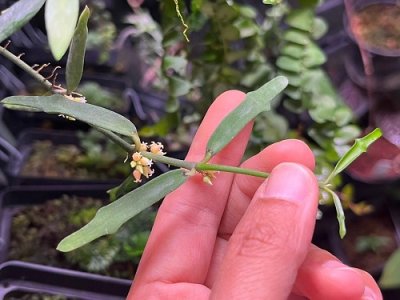 Dischidia singularis Craib