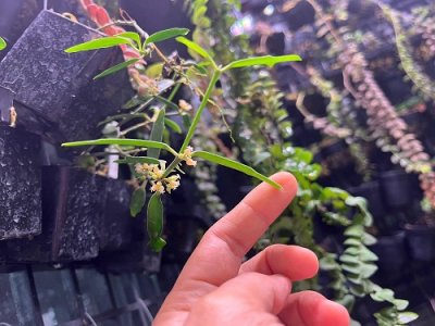 Dischidia singularis Craib