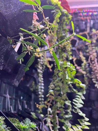 Dischidia singularis Craib