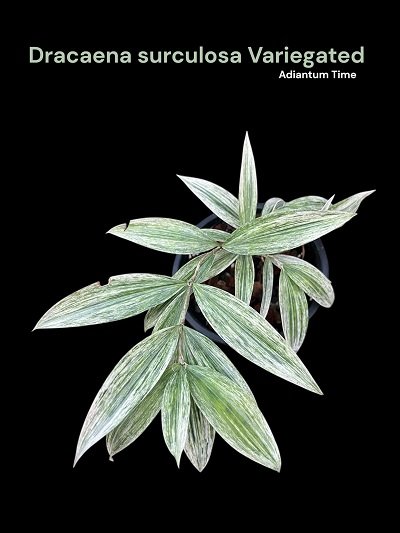 Dracaena surculosa variegated