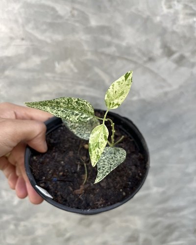 Dregea sinensis 'variegata'