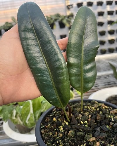 Elaphoglossum metallicum