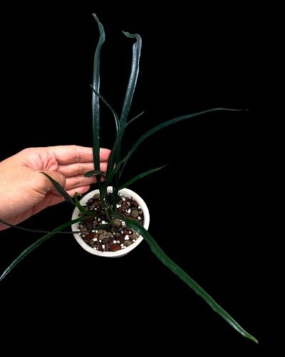 Elaphoglossum sp.