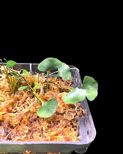 Elaphoglossum sp.