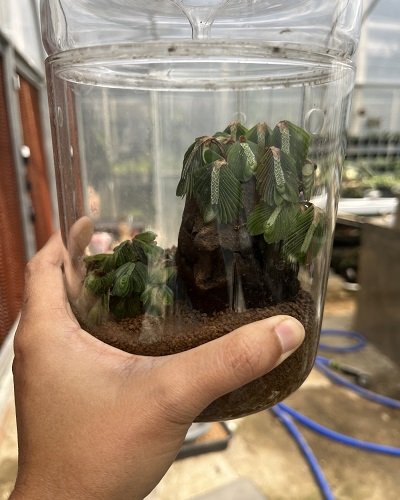 Elatostema salvinioides