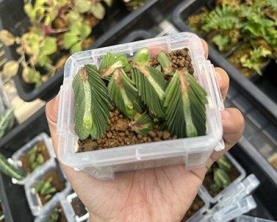 Elatostema salvinioides