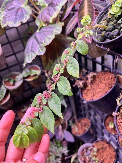 Elatostema sp. pink flower