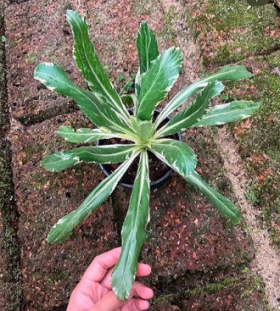 Eryngium foetidum variegated