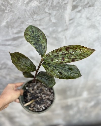 Etlingera brevilabrum