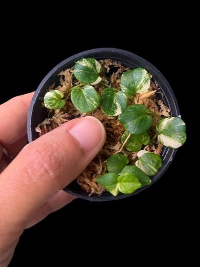 Evolvulus variegated