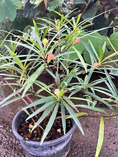 Ficus ischnopoda